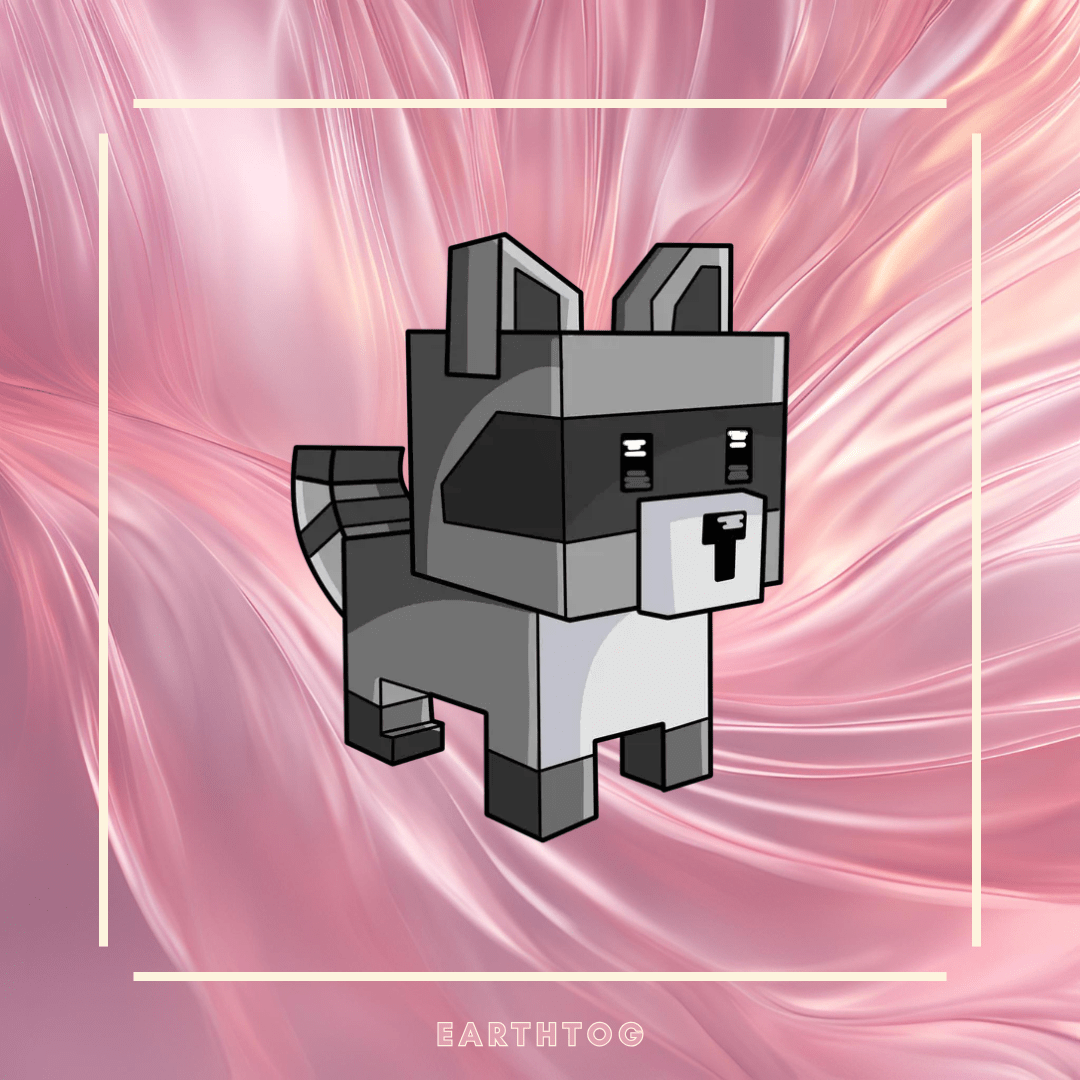 Huge Raccoon - 32.2 KG & Age 55 - Earthtog.com